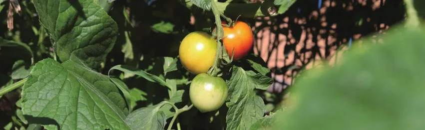 園庭の畑で実ったミニトマト